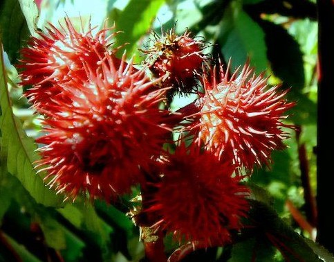 外出郊游千萬別碰8種花草