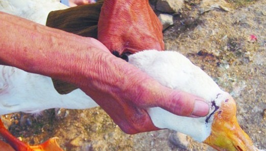 黃島狼出沒(méi)大開殺戒 家家閉戶備鞭炮