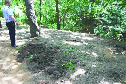 3頭野豬齊逛青島中山公園 兇猛奔跑踩游客腳