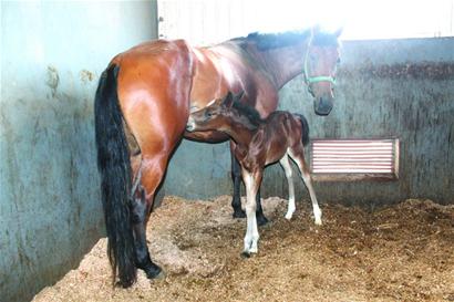 蒙古馬代孕生下歐洲純種馬