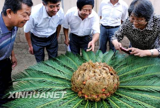 青島一鐵樹開花結(jié)滿果實(shí)