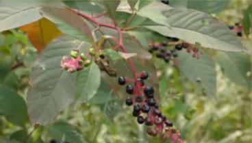 美洲商陸入侵浮山泛濫成災 果實紫紅誘人請勿食