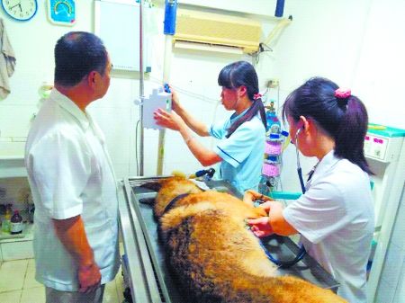 8月11日，搶救中的警犬“雷鳴”