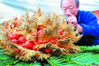 青島一鐵樹罕見開花結果 果實鮮紅似火