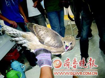 青島野生鳥救護中心:鳥兒住賓館吃大餐 天天鮮牛肉