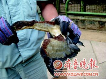 青島野生鳥救護中心:鳥兒住賓館吃大餐 天天鮮牛肉