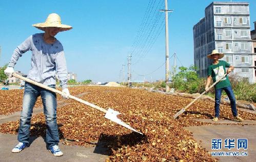 （走基層·喜迎十八大）（5）廣西玉林：特色農(nóng)業(yè)鼓起農(nóng)民錢袋子