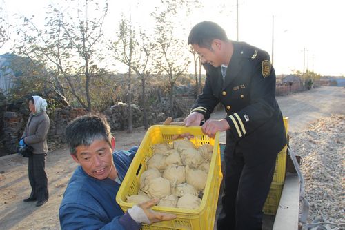 水晶梨滯銷(xiāo)愁壞萊西果農(nóng) 8毛賤賣(mài)湊醫(yī)療費(fèi)(