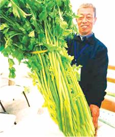 大個(gè)白菜蘿卜漸遭市場淘汰