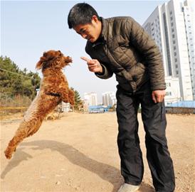 青島訓犬師行業(yè)揭秘