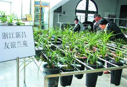 百萬元蘭花賣出百元身價 高檔品種平民化