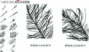 揭羽絨制品內(nèi)幕 幾塊錢飛絲冒充幾百塊鵝絨