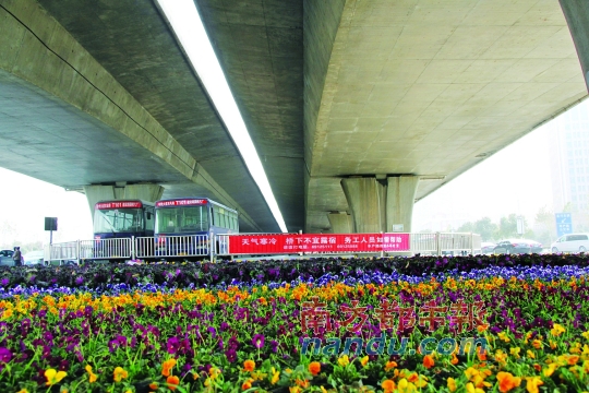 鄭州市中州大道農(nóng)業(yè)路口橋下新擺滿的花盆，旁邊是救助提示語。本版圖片均由南都記者 孫旭陽 攝