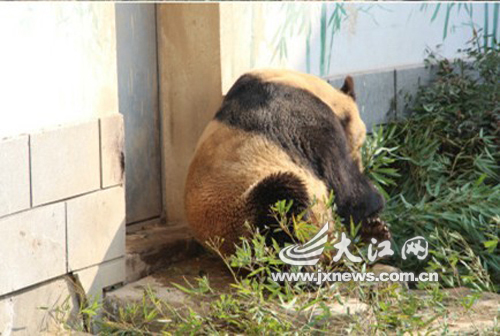 南昌動(dòng)物園大熊貓變“黃貓” 園方稱很正常（圖片來源江西微博）