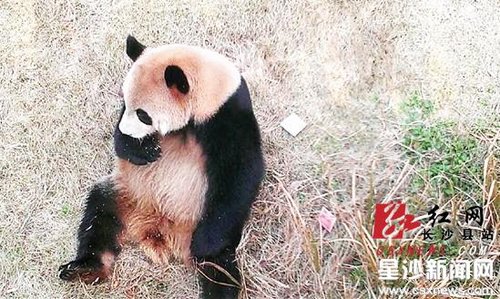 長沙動物園內(nèi)游客掉錢 熊貓“坐等”失主(圖)