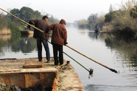 3月16日，新豐鎮(zhèn)竹林村河道內(nèi)，漁民把勾到的死豬挑入船艙內(nèi)。