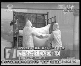 相關部門組織附近居民清理死豬。據(jù)現(xiàn)場工作人員稱，這樣的貨車清了好幾車。