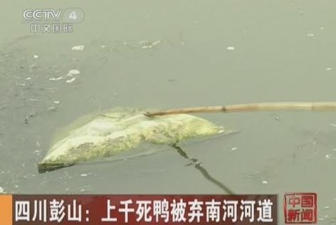 四川彭山河道散落千只被拋棄死鴨 