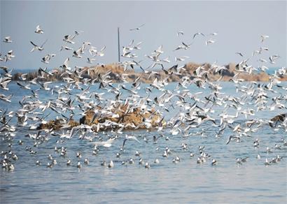 數(shù)以萬計(jì)海鷗飛別棧橋 追魚東遷麥島