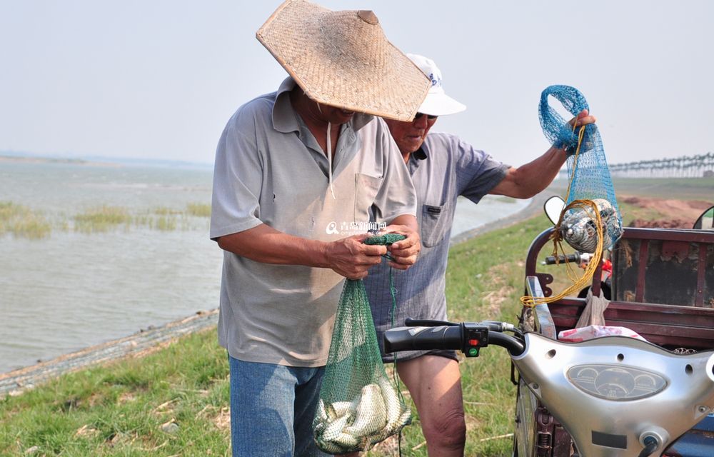 盛夏大沽河水草豐美 大閘蟹一小時抓十斤